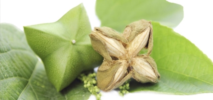 Neurocosmetica Oil-anti-aging Plukentia Volubilis